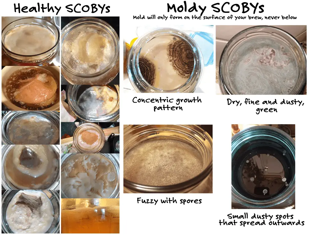 chart of what a healthy scoby vs moldy scoby looks like