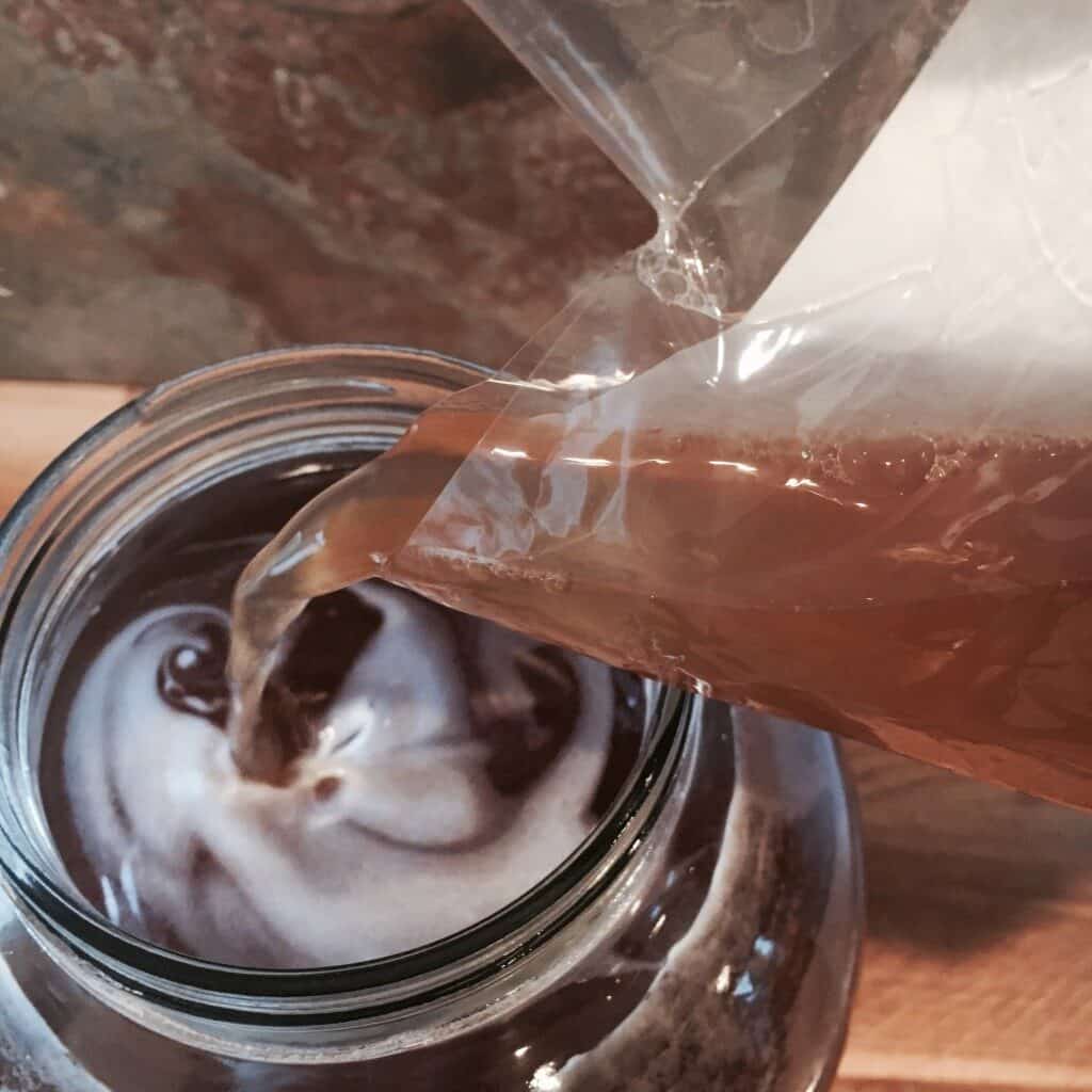 pouring a scoby into sweet tea to make kombucha