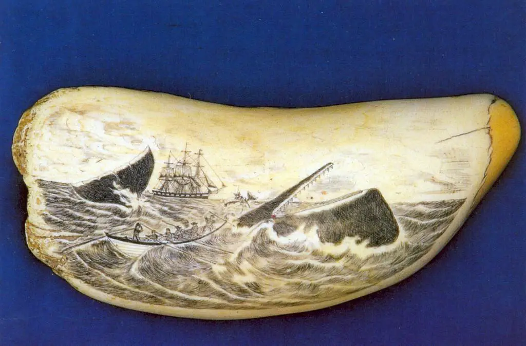 scrimshaw whale tooth - old 